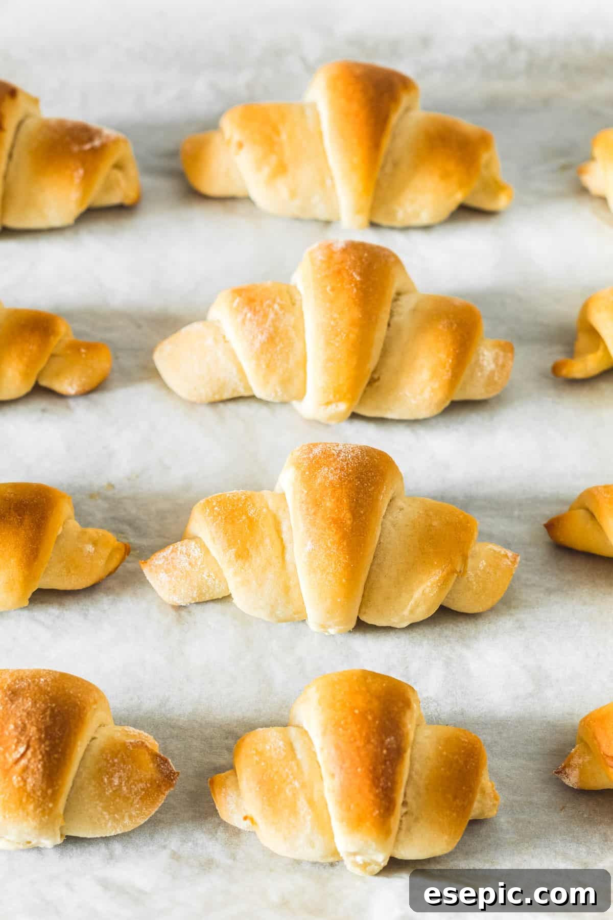A dozen butterhorn rolls arranged on a baking sheet, golden brown and glistening with butter.