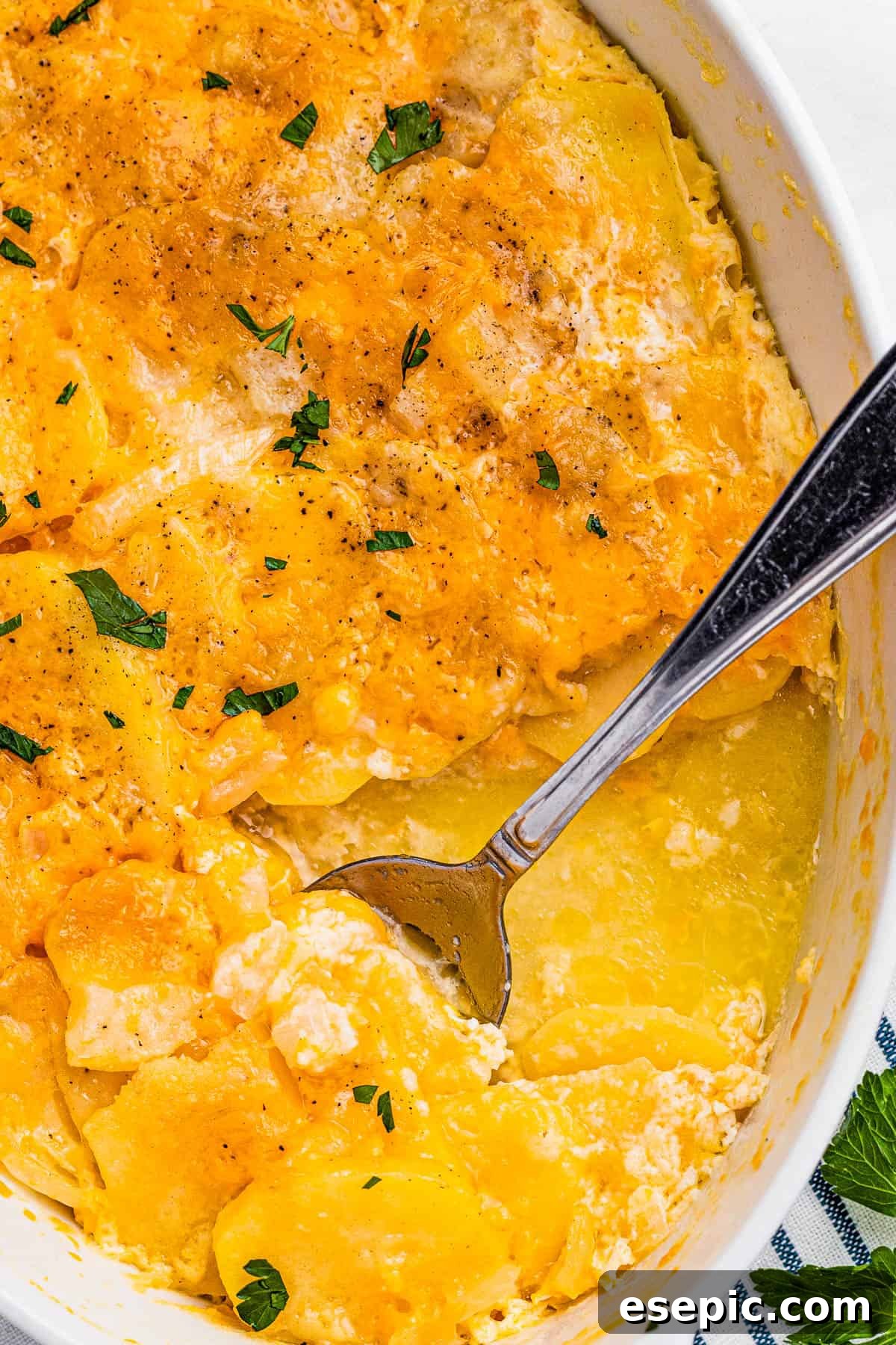A large white casserole dish filled with golden-brown, cheesy scalloped potatoes, with a serving spoon resting inside, ready for guests.