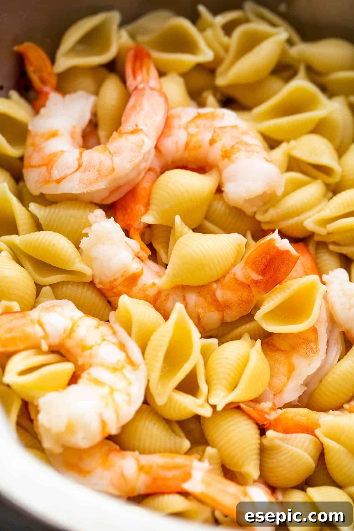 Cream Cheese and Shrimp Pasta Bake 5 cooking shells pasta and shrimp